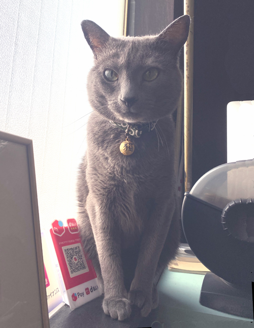 Russian Blue